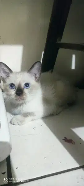 Kitten mix Siam - Himalaya