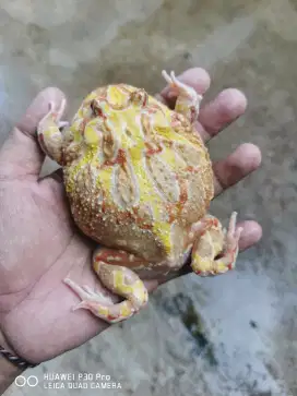 Pacman Frog Albino