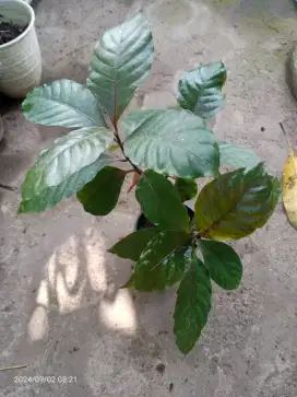 Tanaman Obat Daun Ungu, untuk Ambeyen dan wasir
