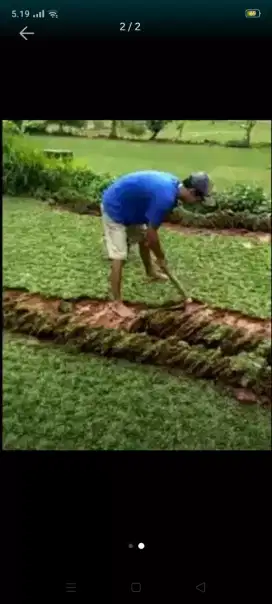Jual rumput gajah mini murah