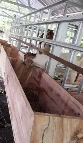 Pembuatan kandang kambing dari baja ringan atap galvalum polos murah