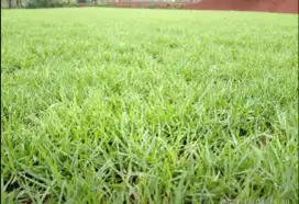 Pemasangan jenis² rumput dan pohon