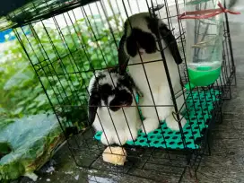 Kelinci hias holland lop sepasang