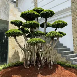 Bonsai beringin Korea/beringin dolar/jual bonsai/bonsai beringin dolar