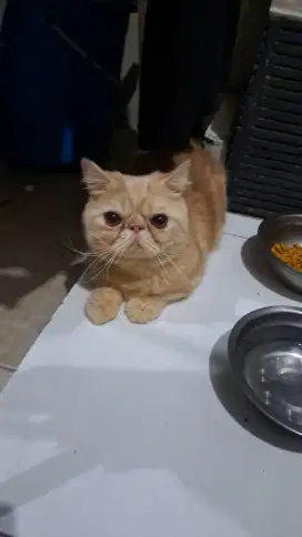 Munchkin Minuet peaknose jasa pacak