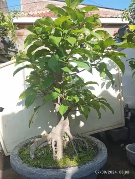 Bonsai Bunut Mikro