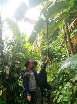 Dijual Tanah Sejuk berada di ketinggian 900mdpl