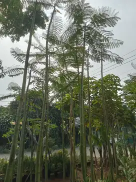 Pohon solobium/pakis Brazil