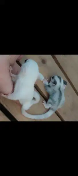 Sugar glider joey leucistic, platinum & wf