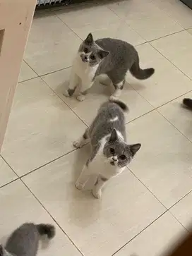 KUCING BRITISHSHORTHAIR KUCING BSH PED CFA