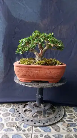BONSAI SANCANG MAME TOP BOGEL