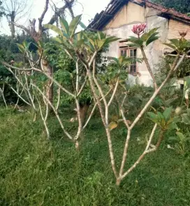 Pohon Kamboja Bali