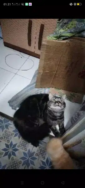 Di jual kucing Persia mix MC