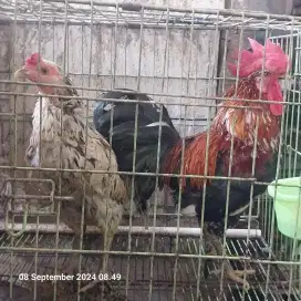 Dijual sepasang ayam ketawa bkn sangkar burung,kate brahma soang entok