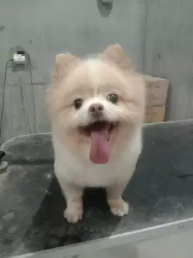 Grooming panggilan kerumah mandiin Anjing Dan Kucing