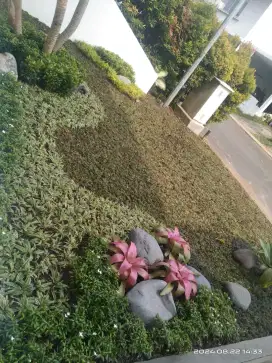 terima pemasangan taman minimalis