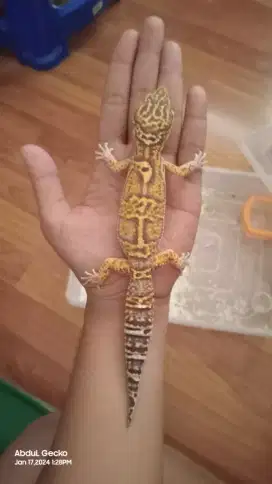 Gecko Langka Giant