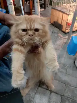 Kucing jantan peaknos harga bisa nego