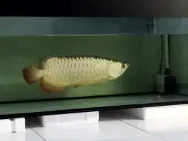 Arowana Golden Red bluebase Jumbo