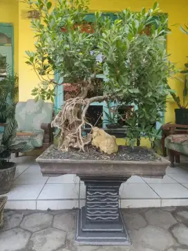 Bonsai Beringin Kimeng On the Rock