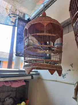 Burung perkutut putih