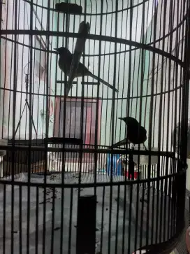 Dijual burung murai medan sekeluarga jantan + betina dan anakan dewasa