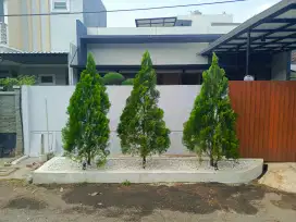 Pemasangan pohon cemara kipas
