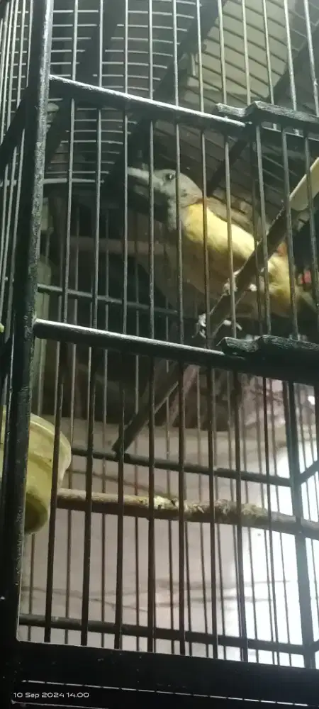 Burung pithoui jadi