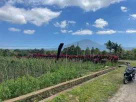 Tanah Kavling View Gunung Batukaru Di Asah Piling Penebel Tabanan