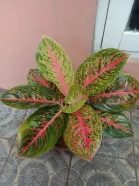 Aglonema Big Papa
