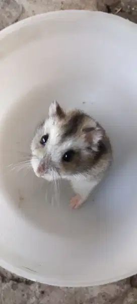 Hamster Winter whiter