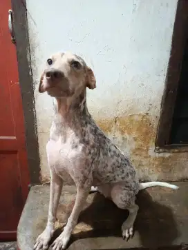 Jual anjing Dalmation