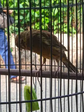 Burung kenari afs riwikan jantan tulen