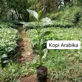 Bibit Kopi Arabika Unggul