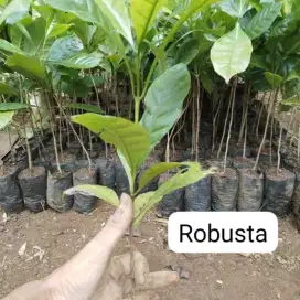 Bibit Kopi Robusta Unggulan