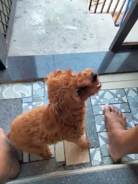 Red Toy Poodle betina 2,5jt