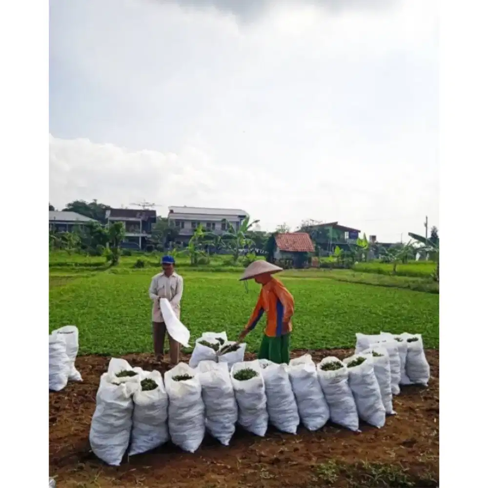 RUMPUT GAJAH MINI