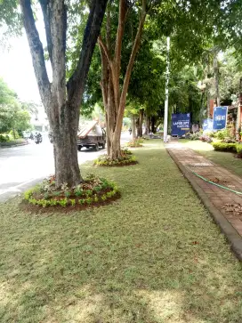 Jasa tukang taman