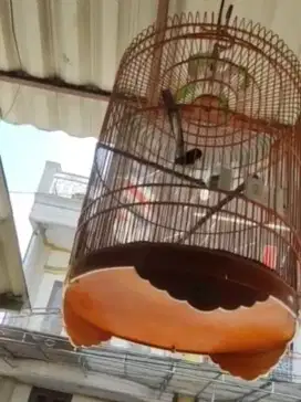 Burung Murai, ring Medan