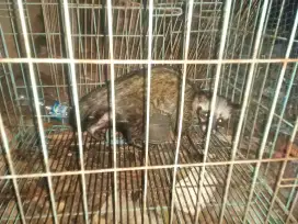 Dijual Musang Pandan