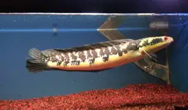 Chana yellow sentarum jumbo