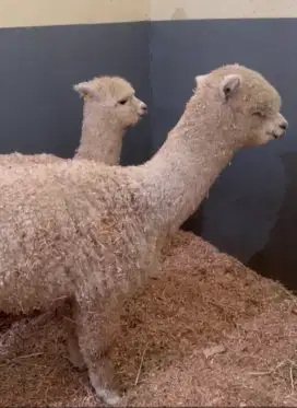 Hewan alpaca sepasang lucu