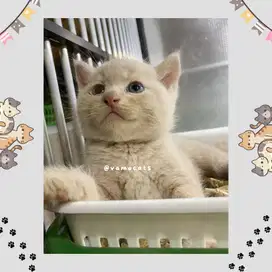 Kucing BSH x SF murah banget