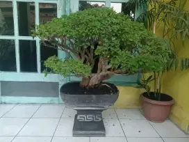 Bonsai Bougenvile Singapore Ori, Indah, istimewa! Spek Kontes.