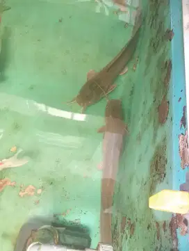 Jual 2 ikan lele biang..