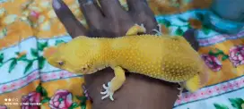 Uk. 25 Cm LEOPARD GECKO Type SUNGLOW (JANTAN)