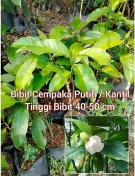 Bibit Cempaka Putih / Kantil Tinggi 60 cm