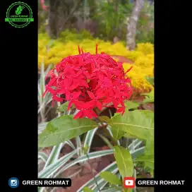 Jual Tanaman Hias dan Tanaman Pelindung - Harga Nego