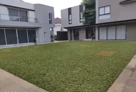 Jual rumput gajah mini