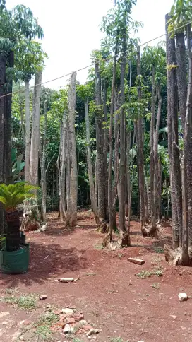 Pohon pule groping